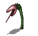 Flower Shoot